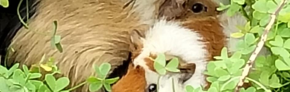 Recupero animali – appello alla responsabilità